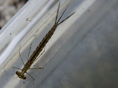 Lestes temporalis