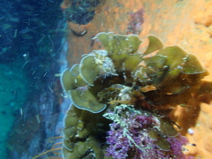 Exallosorus harveyanus