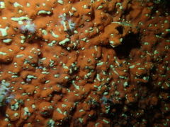 Parazoanthus capensis