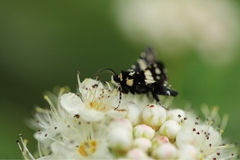 Pseudothyris sepulchralis