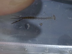 Lestes temporalis