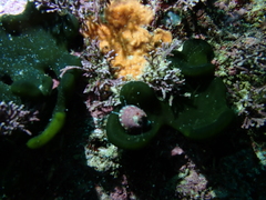 Gibbula capensis