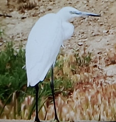 Egretta garzetta