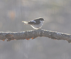 Ficedula hypoleuca