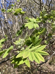 Sorbus aucuparia