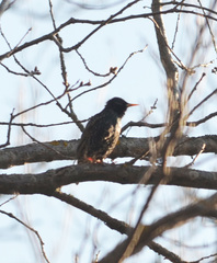 Sturnus vulgaris