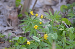 Anemonoides ranunculoides