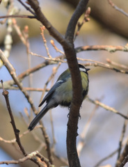 Parus major
