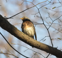 Turdus pilaris