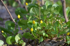 Ficaria verna