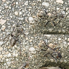 Diacamma