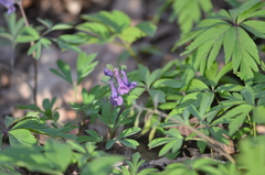 Corydalis solida