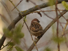 Passer montanus