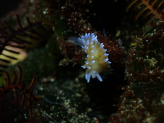 Antiopella longidentata