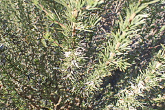 Aspalathus glabrescens