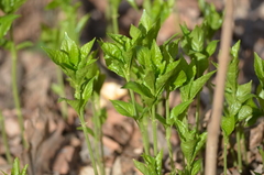 Mercurialis perennis