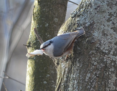 Sitta europaea