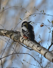 Dendrocopos major
