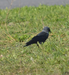 Corvus monedula