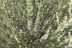 Aspalathus glabrescens