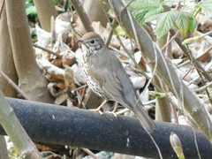 Turdus philomelos