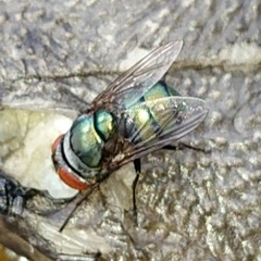 Chrysomya megacephala