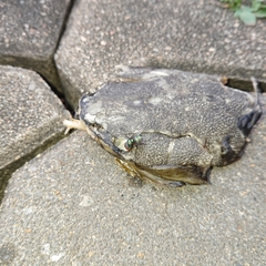 Chrysomya megacephala