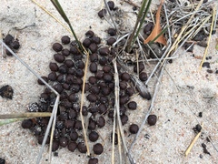 Raphicerus melanotis
