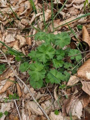 Geranium asphodeloides