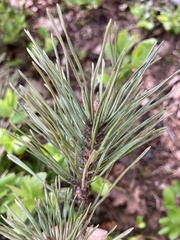 Pinus sylvestris