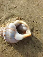 Maoricrypta sodalis