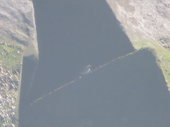 Calidris maritima