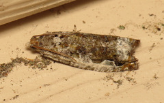 Proteoteras naracana