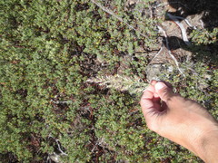 Calamagrostis ophitidis