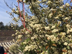 Photinia