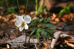 Viola chaerophylloides sieboldiana