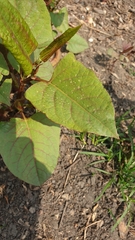 Reynoutria japonica