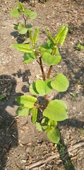 Reynoutria japonica