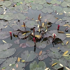 Nymphaea rubra
