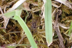 Alopecosa cuneata