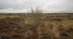 Gomphocarpus filiformis