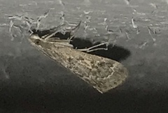 Loxostege allectalis