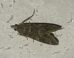 Loxostege allectalis