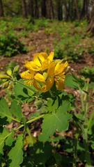 Chelidonium majus