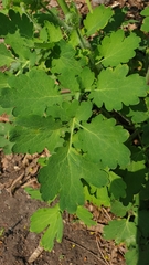 Chelidonium majus