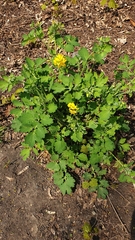 Chelidonium majus
