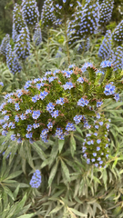 Echium candicans