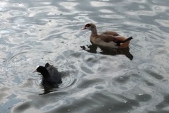 Alopochen aegyptiaca