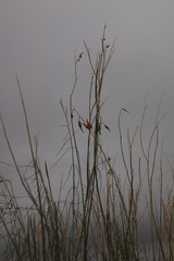 Gomphocarpus filiformis