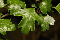 Phyllocoptes goniothorax